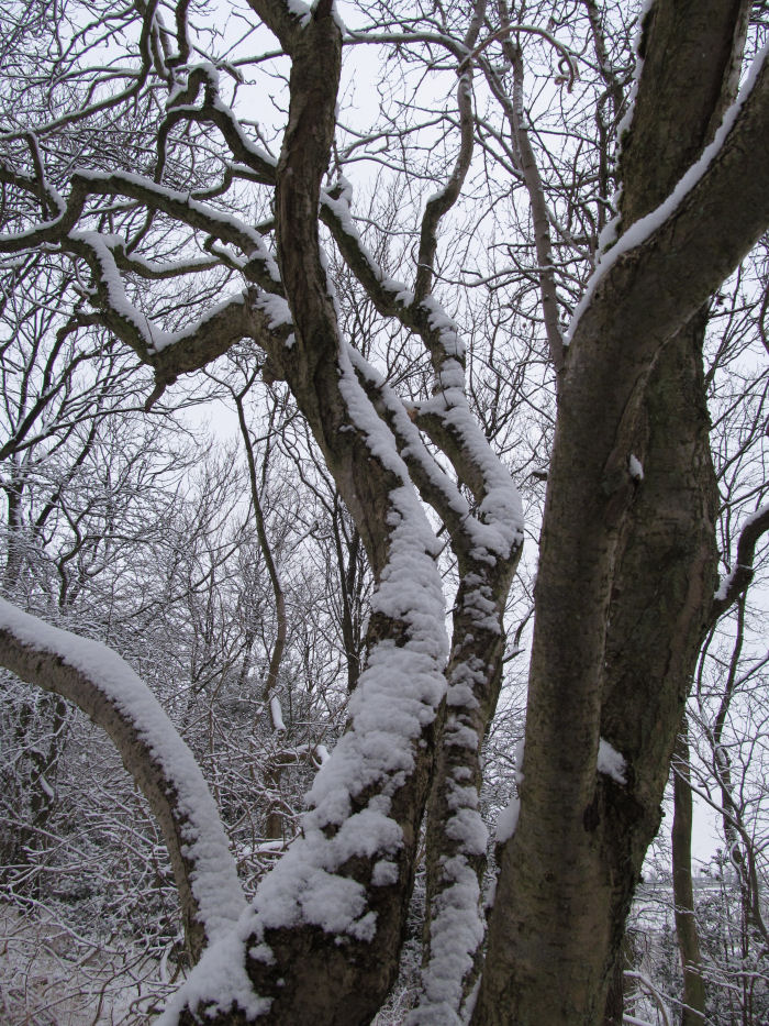 Snow on the Ash