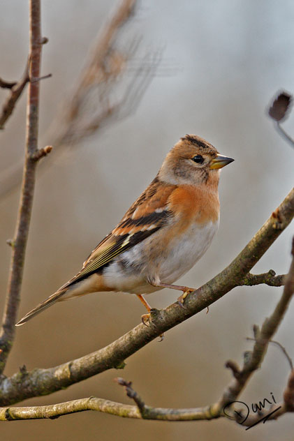 Brambling
