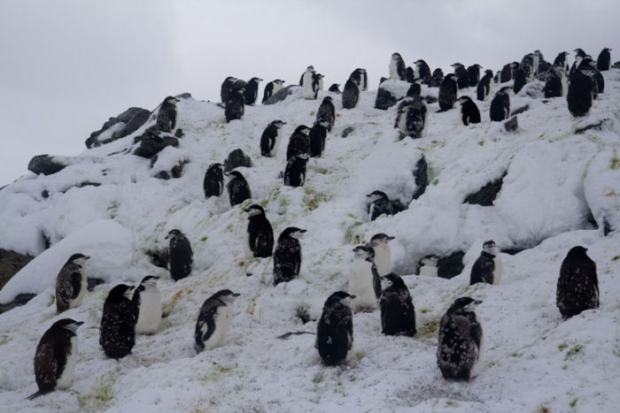 Moulting Chinstrap Penguins