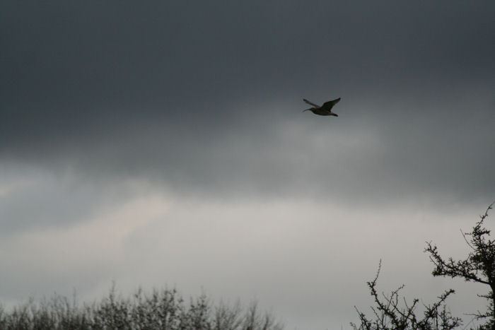 Flying Curlew