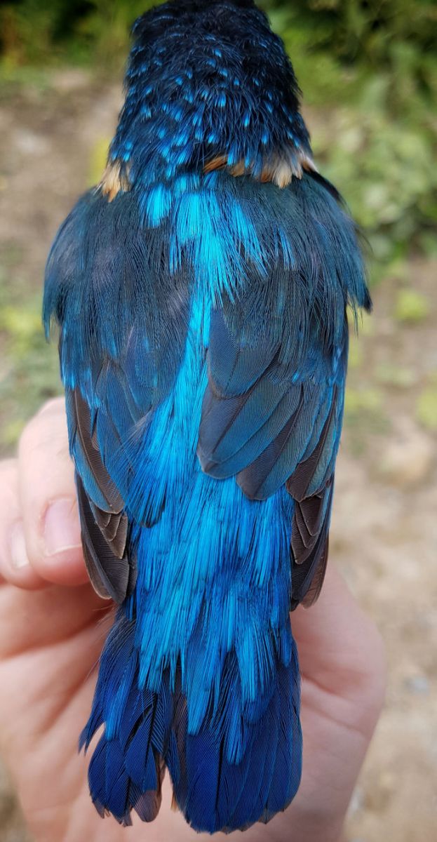 Back view of Kingfisher