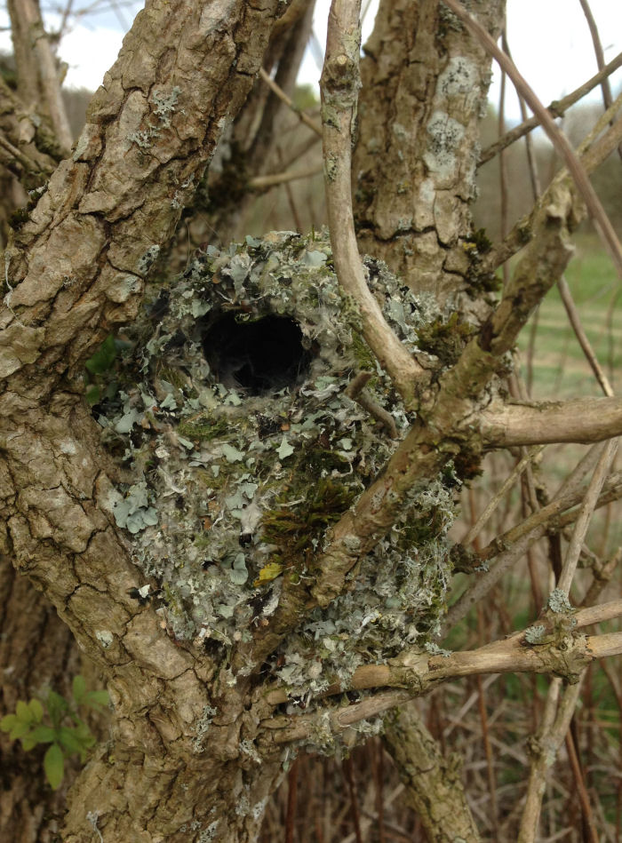 Long Tailed Tit nest