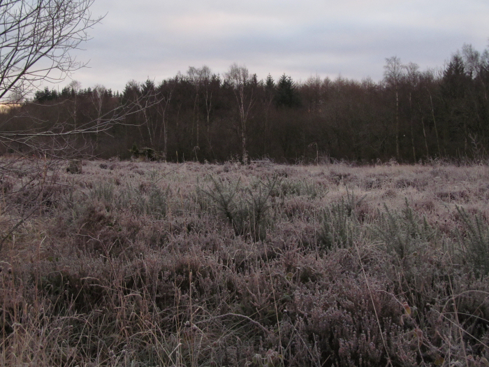 Frost on the heath
