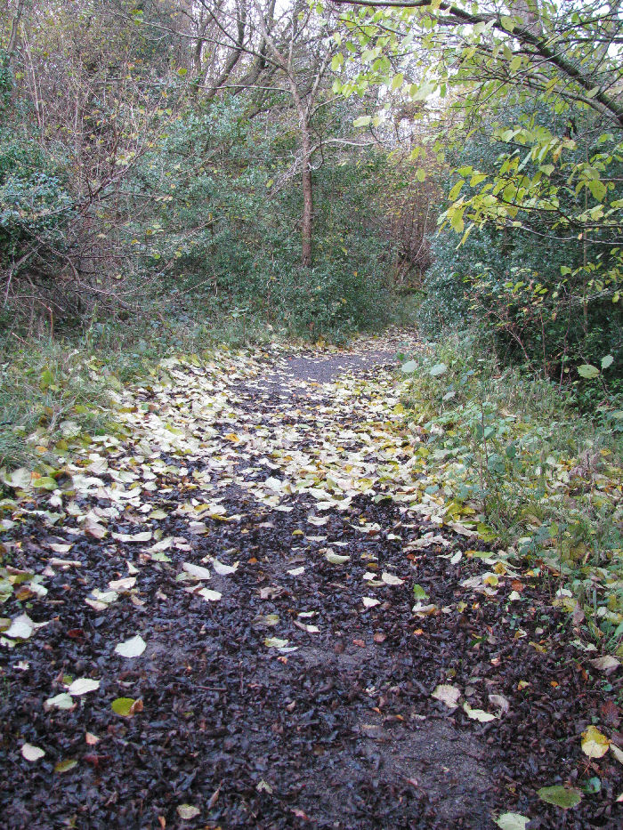 Leaves on the path