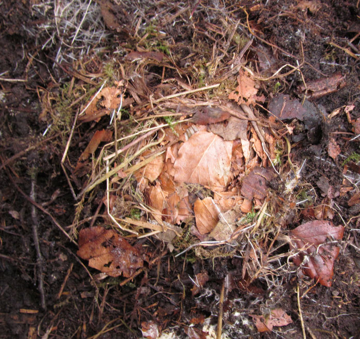 Mouse or vole nest