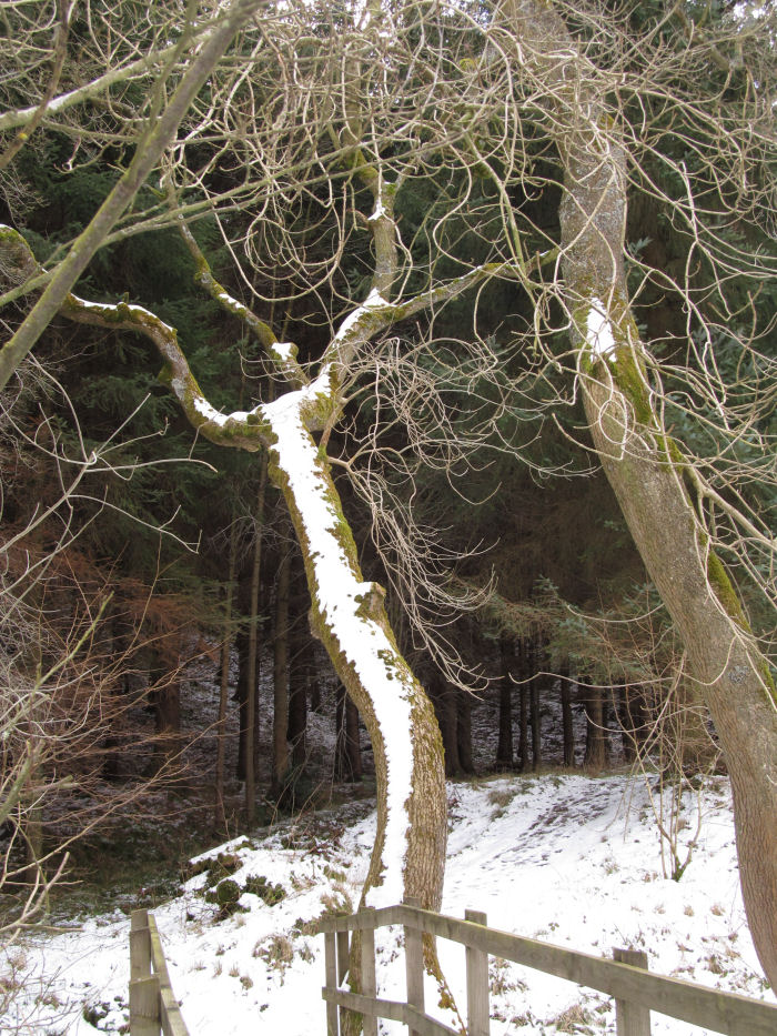 Snow on Ash tree trunk