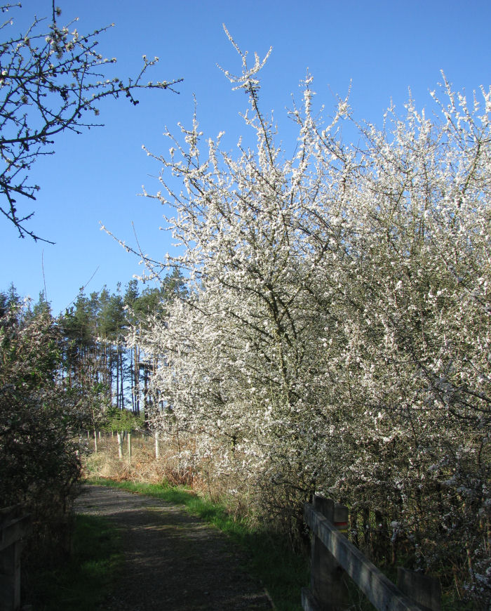 Blue sky and Blackthorn