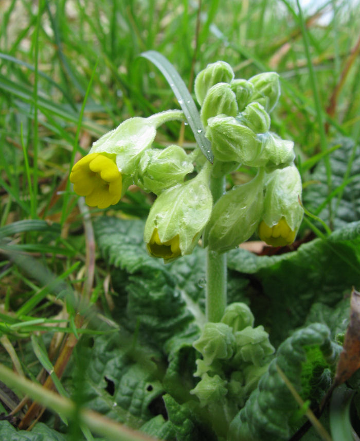 Cowslip just bursting the bud
