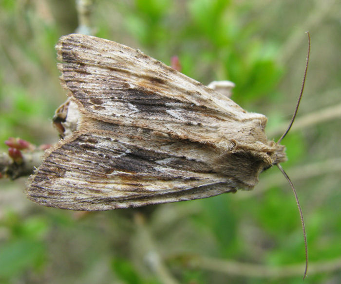 Pale Pinion Moth