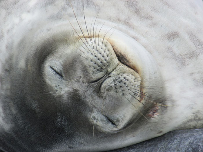 A snoozing Weddel Seal