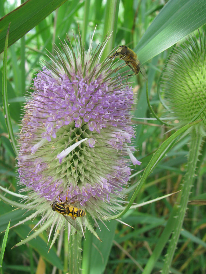 Hoverfly on Teasel