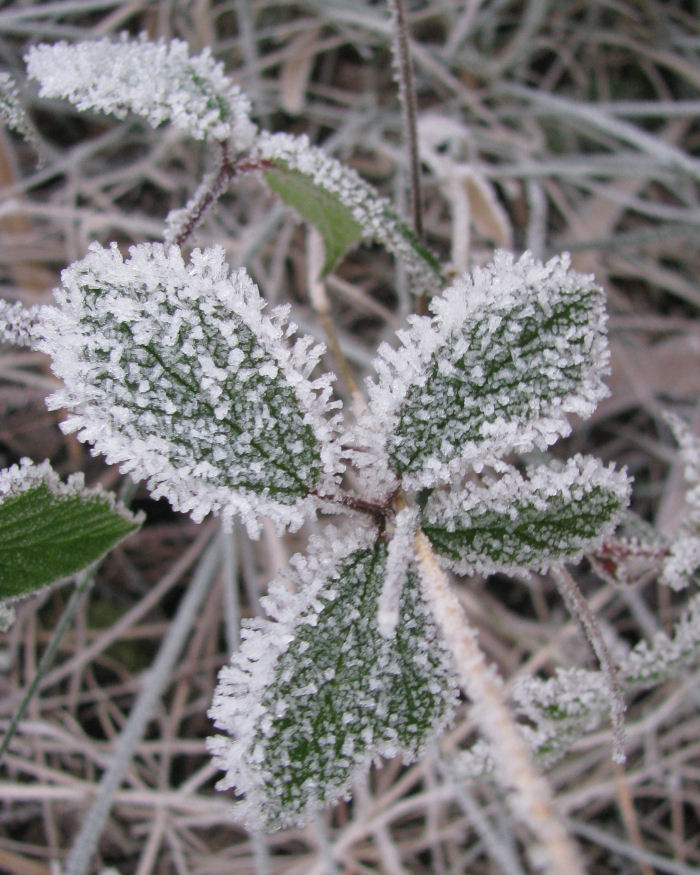 Bramble leaf and frost