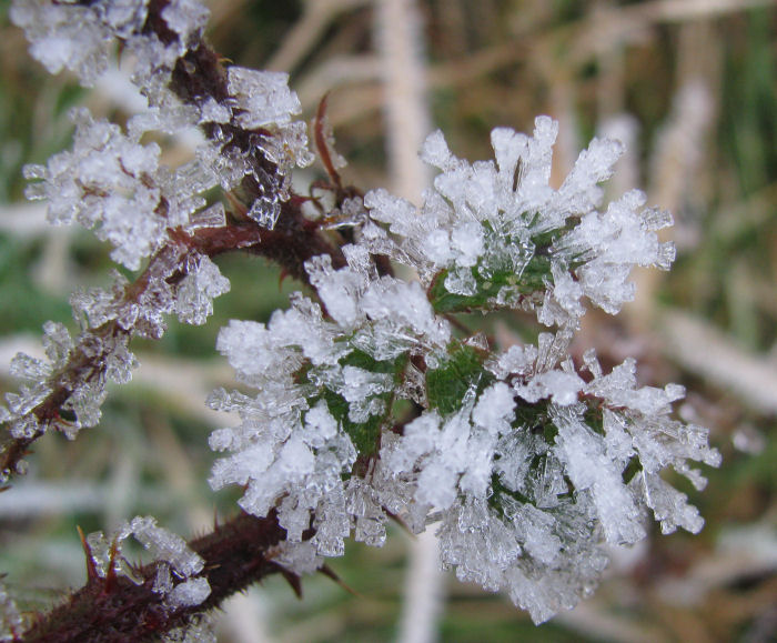Bramble leaves covered in frost