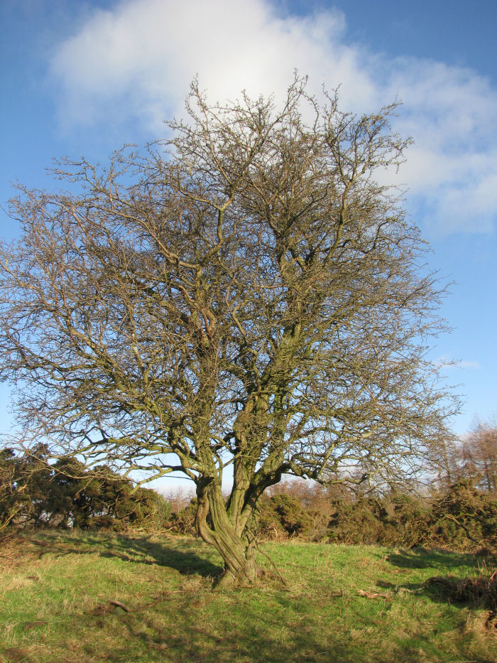 Old Hawthorn tree on the moor