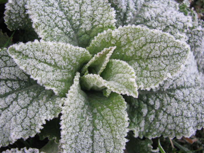 Frost on Foxglove leaves