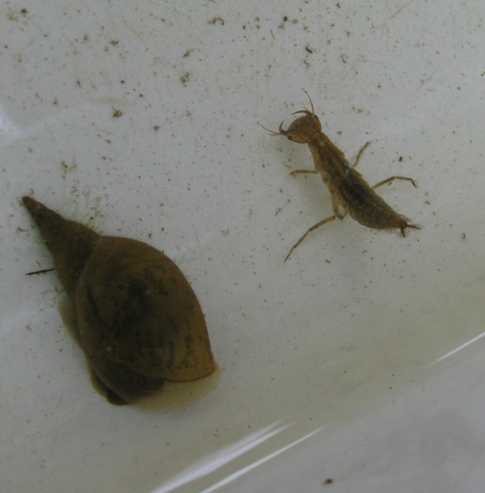 Diving Beetle larva and Pond Snail