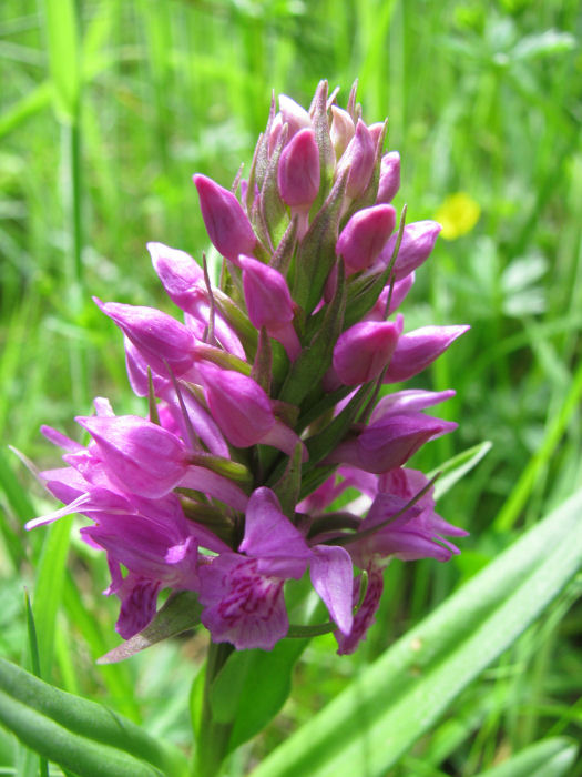 Northern Marsh Orchids