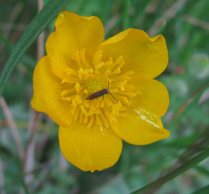 Buttercup with 5 petals