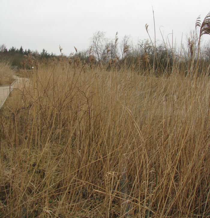 the reed bed