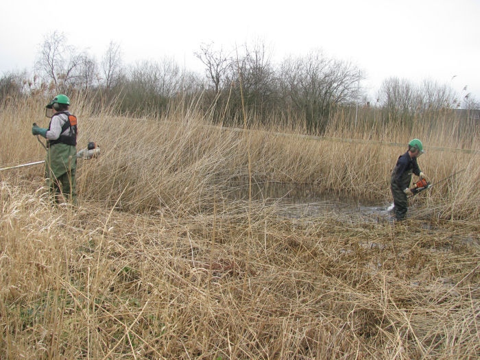 cutting the reed bed