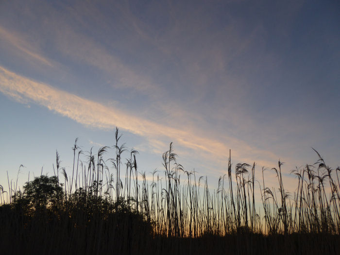 Dawn approaching over the reed bed