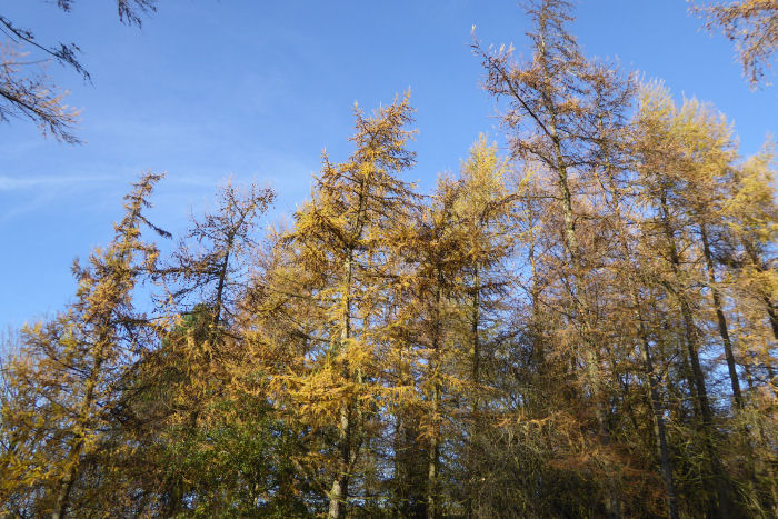 Larch against blue skies