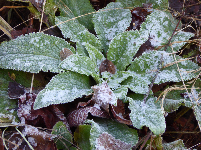 Frost covered Foxglove leaves
