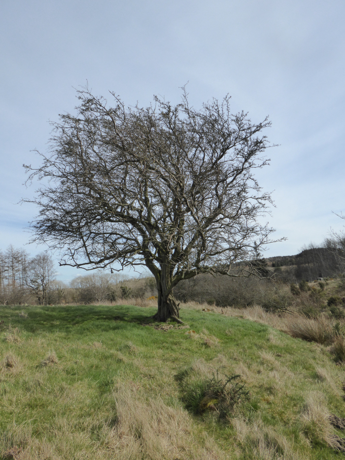 Old Hawthorn on moor