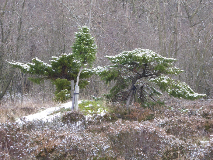 Junipers in the snow