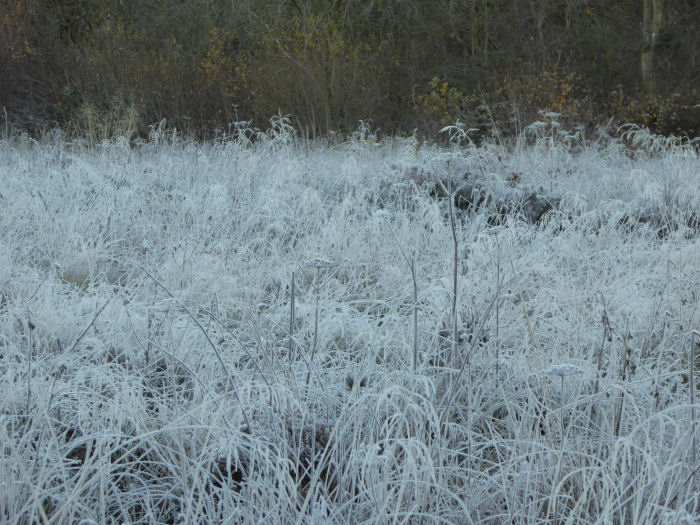 Frost covered heath