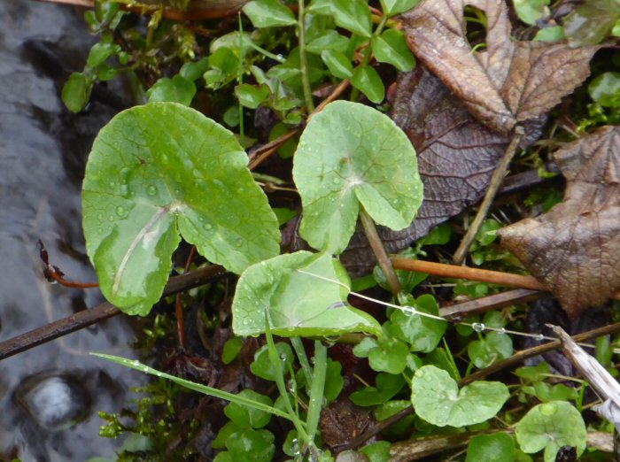Marsh Marigold leaves