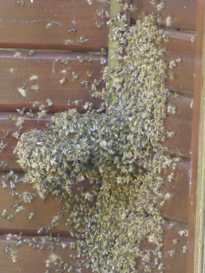 Bees waiting to return into their hive