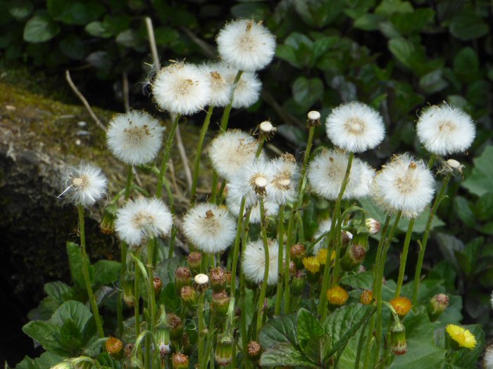 Coltsfoot seed heads