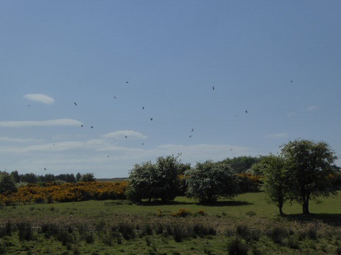 House Martins Drinking
