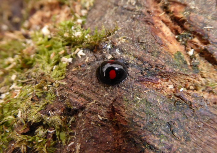 Kidney Spot Ladybird