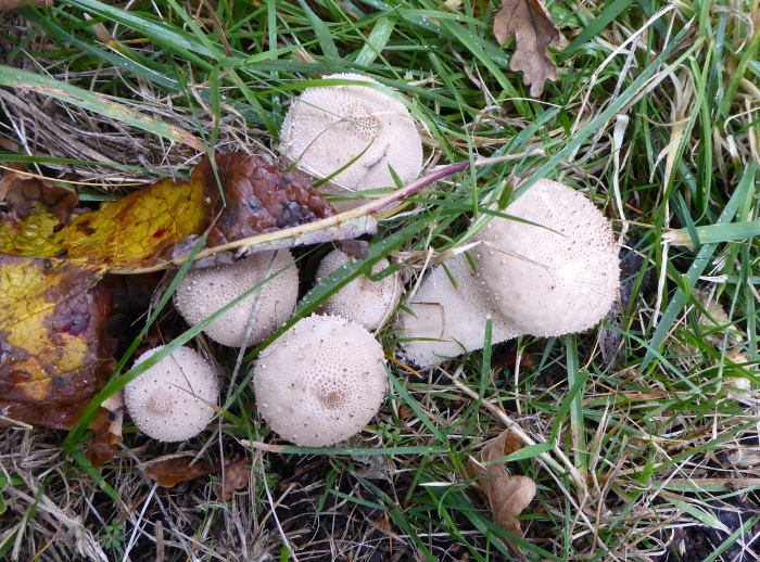 A group of puffballs