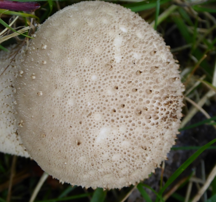 Markings on the largest puffball