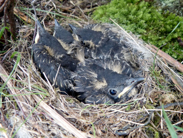 Ring Ouzel nest and chicks
