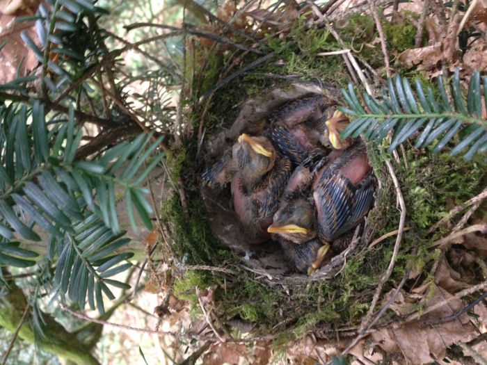 Song Thrush nest