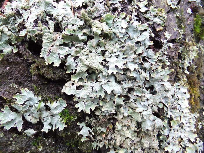 grey/green lichen on tree bark