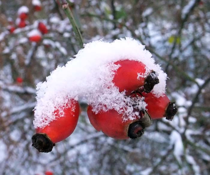 Rosehips covered in snow