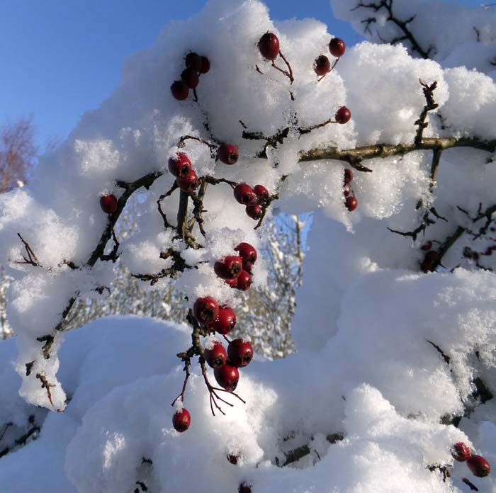 Hawthorn berries in the snow