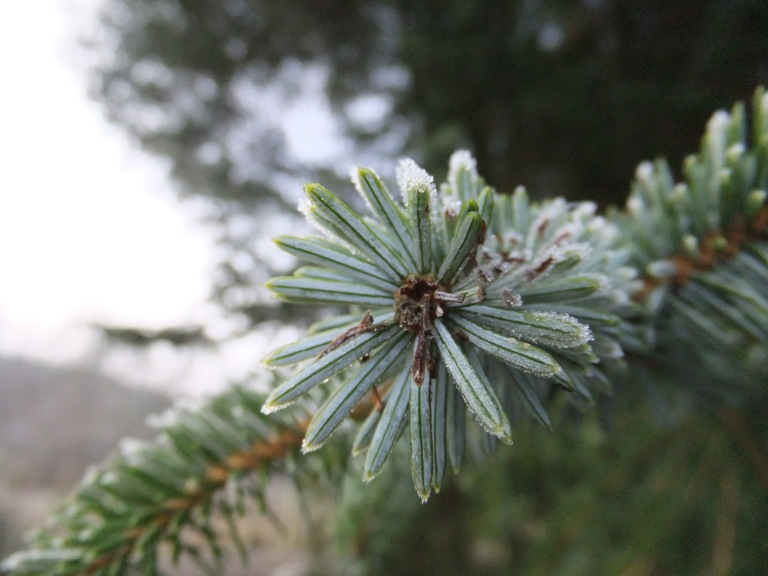 Frosty Spruce