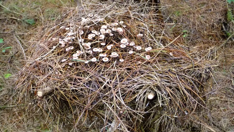 Fungus 'nest'