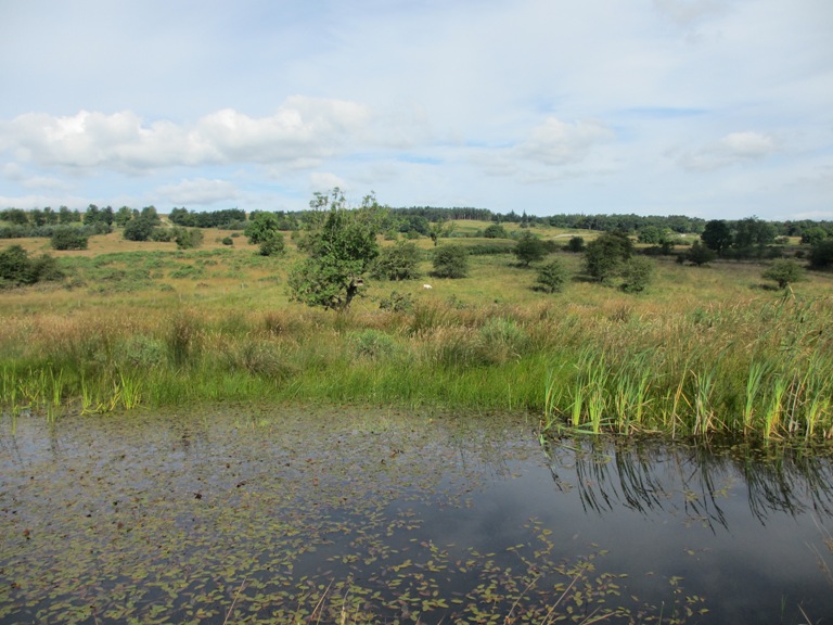 Wetland in August