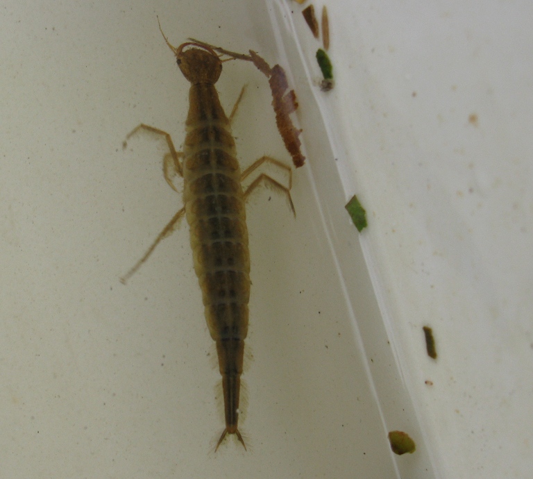 Diving Beetle larva