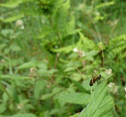 Unidentified insect with long antennae