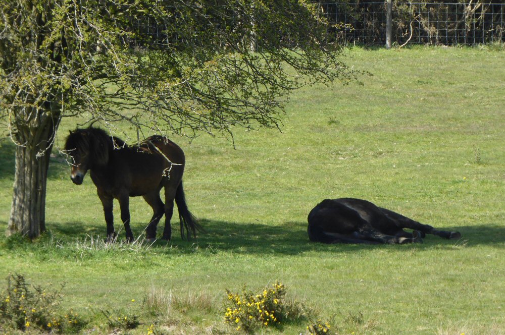 Exmoor Ponies resting