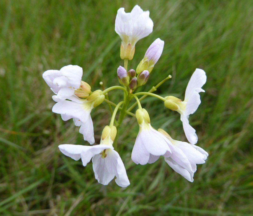 Cuckoo Flower and Orange Tip butterfly egg