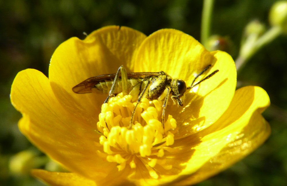 Meadow Buttercup and insect